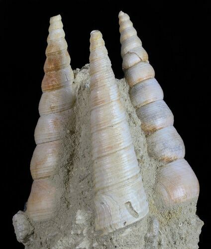 Fossil Gastropod (Haustator) Cluster - Damery, France #56389